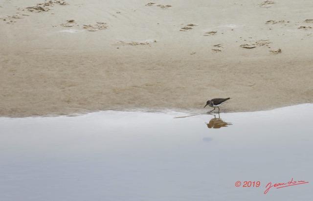 110 ENTOMO 03 Nyonie le Campement Oiseau 040 Aves Charadriiformes Scolopacidae Chevalier Guignette Actitis hypoleucos 19E5K3IMG_190824152401_DxOwtmk 150k.jpg