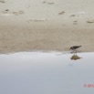 110 ENTOMO 03 Nyonie le Campement Oiseau 040 Aves Charadriiformes Scolopacidae Chevalier Guignette Actitis hypoleucos 19E5K3IMG_190824152401_DxOwtmk 150k.jpg