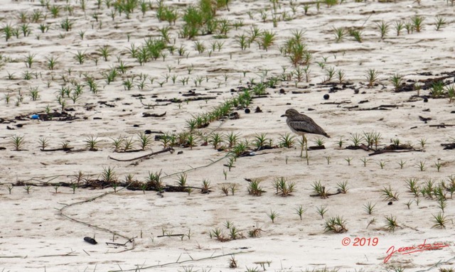 112 ENTOMO 03 Nyonie le Campement Oiseau 041 Aves Charadriiformes Burhinidae Oedicneme Vermicule Burhinus vermiculatus 19E5K3IMG_190824152409_DxOwtmk 150k.jpg