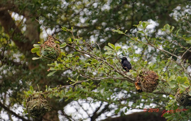 113 ENTOMO 03 Nyonie le Campement Oiseau 042 Aves Passeriformes Ploceidae Tisserin Noir Ploceus nigerrimus M 19E5K3IMG_190824152418_DxOwtmk 150k.jpg