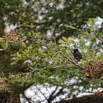 113 ENTOMO 03 Nyonie le Campement Oiseau 042 Aves Passeriformes Ploceidae Tisserin Noir Ploceus nigerrimus M 19E5K3IMG_190824152418_DxOwtmk 150k.jpg