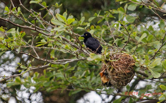 114 ENTOMO 03 Nyonie le Campement Oiseau 042 Aves Passeriformes Ploceidae Tisserin Noir Ploceus nigerrimus M 19E5K3IMG_190824152424_DxOwtmk 150k.jpg