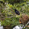 114 ENTOMO 03 Nyonie le Campement Oiseau 042 Aves Passeriformes Ploceidae Tisserin Noir Ploceus nigerrimus M 19E5K3IMG_190824152424_DxOwtmk 150k.jpg