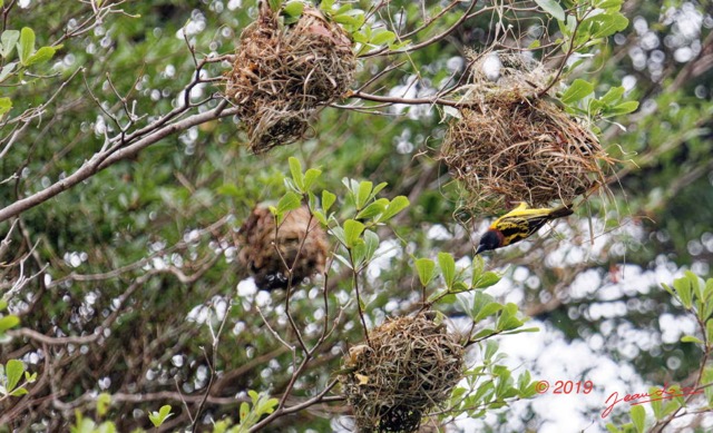 115 ENTOMO 03 Nyonie le Campement Oiseau 043 Aves Passeriformes Ploceidae Tisserin Gendarme Ploceus cucullatus M 19E5K3IMG_190824152435_DxOwtmk 150k.jpg