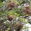 115 ENTOMO 03 Nyonie le Campement Oiseau 043 Aves Passeriformes Ploceidae Tisserin Gendarme Ploceus cucullatus M 19E5K3IMG_190824152435_DxOwtmk 150k.jpg