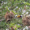 116 ENTOMO 03 Nyonie le Campement Oiseau 043 Aves Passeriformes Ploceidae Tisserin Gendarme Ploceus cucullatus M 19E5K3IMG_190824152438_DxOwtmk 150k.jpg