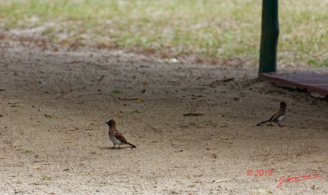 117 ENTOMO 03 Nyonie le Campement Oiseau 050 Aves Passeriformes Pycnonotidae Bulbul des Jardins Pycnonotus barbatus 19E5K3IMG_190826152594_DxOwtmk 150k.jpg