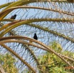 118 ENTOMO 03 Nyonie le Campement Oiseau 057 Aves Passeriformes Ploceidae Tisserin Noir Ploceus nigerrimus M 19E5K3IMG_190829152899_DxOwtmk 150k.jpg