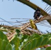 120 ENTOMO 03 Nyonie le Campement Oiseau 057 Aves Passeriformes Ploceidae Tisserin Noir Ploceus nigerrimus M et F et les Nids 19E5K3IMG_19082152923_DxOwtmk 150k.jpg