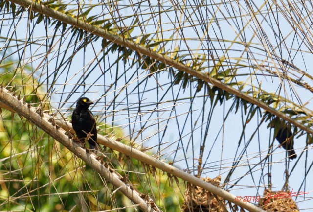 122 ENTOMO 03 Nyonie le Campement Oiseau 057 Aves Passeriformes Ploceidae Tisserin Noir Ploceus nigerrimus M et les Nids 19E5K3IMG_190829152903_DxOwtmk 150k.jpg