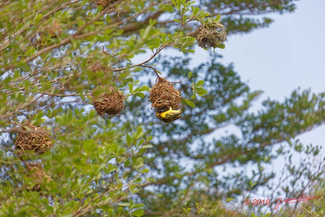 128 ENTOMO 03 Nyonie le Campement Oiseau 058 Aves Passeriformes Ploceidae Tisserin Gendarme Ploceus cucullatus M et les Nids 19E5K3IMG_190829152955_DxOwtmk 150k.jpg