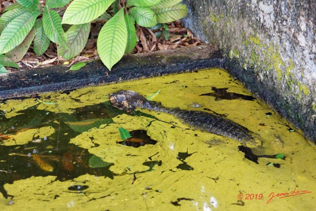 129 ENTOMO 03 Nyonie le Campement Reptilia 055 Crocodilia Crocodylidae Crocodile Nain Osteolaemus tetraspis 19E5K3IMG_190826152586_DxOwtmk 150k.jpg