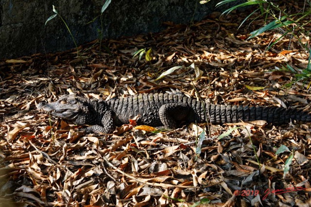 130 ENTOMO 03 Nyonie le Campement Reptilia 055 Crocodilia Crocodylidae Crocodile Nain Osteolaemus tetraspis 19E5K3IMG_190829152876_DxOwtmk 150k.jpg