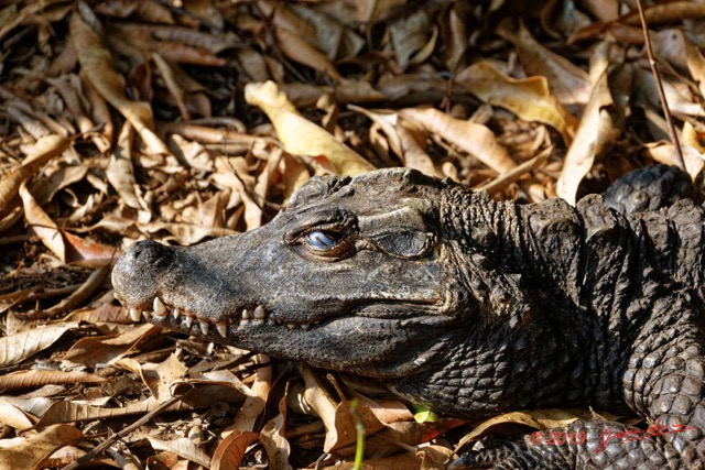 131 ENTOMO 03 Nyonie le Campement Reptilia 055 Crocodilia Crocodylidae Crocodile Nain Osteolaemus tetraspis 19E5K3IMG_190829152879_DxOwtmk 150k.jpg