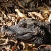 132 ENTOMO 03 Nyonie le Campement Reptilia 055 Crocodilia Crocodylidae Crocodile Nain Osteolaemus tetraspis 19E5K3IMG_190829152880_DxOwtmk 150k.jpg