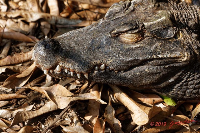 133 ENTOMO 03 Nyonie le Campement Reptilia 055 Crocodilia Crocodylidae Crocodile Nain Osteolaemus tetraspis 19E5K3IMG_190829152891_DxOwtmk 150k.jpg