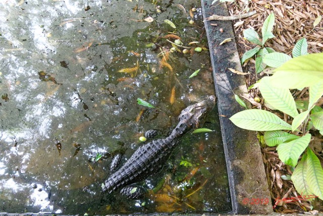 134 ENTOMO 03 Nyonie le Campement Reptilia 055 Crocodilia Crocodylidae Crocodile Nain Osteolaemus tetraspis 19RX106DSC_1908261009617_DxOwtmk 150k.jpg