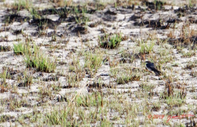 137 ENTOMO 03 Nyonie Oiseau 048 Aves Passeriformes Hirundinidae Hirondelle a Croupion Gris Pseudhirundo griseopyga 19E5K3IMG_190825152569_DxOwtmk 150k.jpg