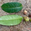 008 ENTOMO 03 Nyonie la Foret Arbre 116 Magnoliopsida Malpighiales Humiriaceae Ozouga Saccoglotis gabonensis Feuille et Fruits 19RX106DSC_1908261009548_DxOwtmk 150k.jpg