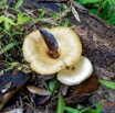 019 ENTOMO 03 Nyonie la Foret Fungi 022 Champignons sur Arbre Mort 19RX106DSC_1908261009616_DxOwtmk 150k.jpg