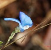 048 ENTOMO 03 Nyonie la Savane Plante 097 Rampante Non Identifiee avec Fleur Bleue 19E80DIMG_190824143993_Nik_DxOwtmk 150k.jpg