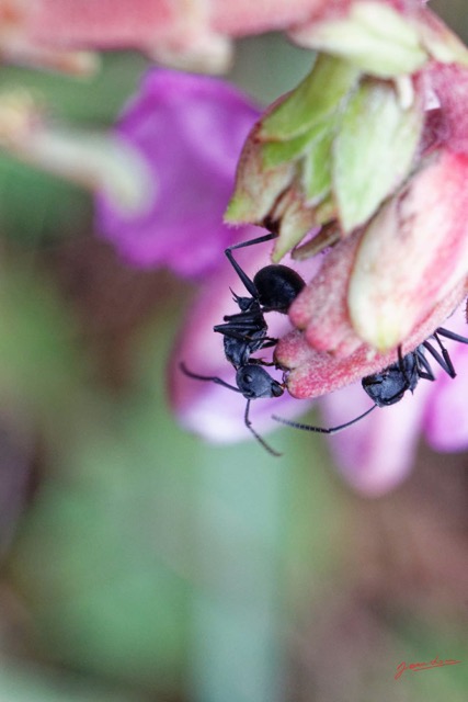 009 ENTOMO 03 Nyonie la Foret Insecta 165 Hymenoptera Formicidae Formicinae Fourmi Polyrhachis sp 19E80DIMG_190826144210_DxOwtmk 150k.jpg