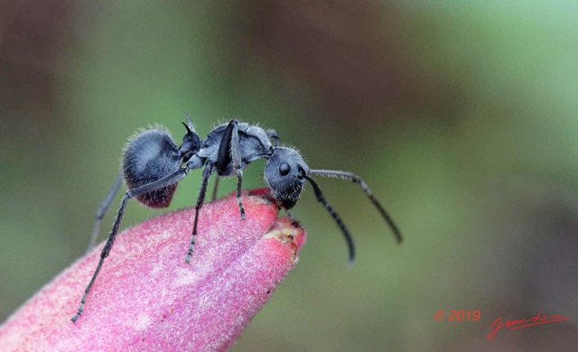 011 ENTOMO 03 Nyonie la Foret Insecta 165 Hymenoptera Formicidae Formicinae Fourmi Polyrhachis sp 19E80DIMG_190826144216_Nik_DxOwtmk 150k.jpg