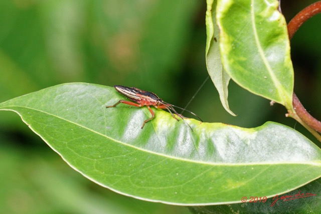 015 ENTOMO 03 Nyonie la Foret Insecta 170 Hemiptera Non Identifie 19E80DIMG_190827144272_DxOwtmk 150k.jpg