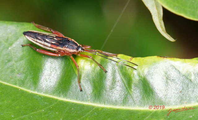 016 ENTOMO 03 Nyonie la Foret Insecta 170 Hemiptera Non Identifie 19E80DIMG_190827144274_DxOwtmk 150k.jpg