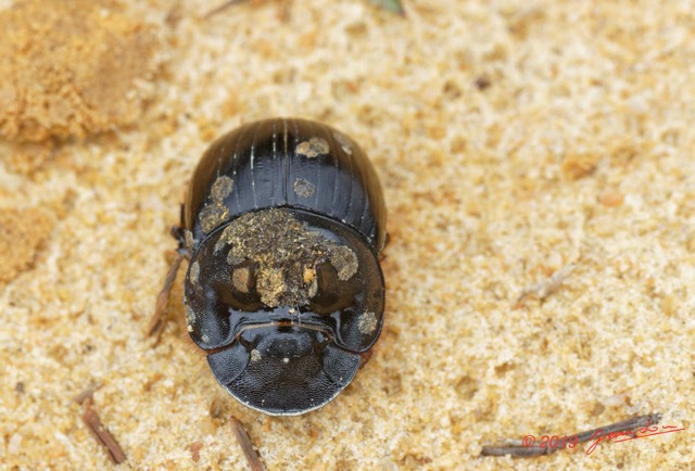 018 ENTOMO 03 Nyonie la Piste Insecta 159 Coleoptera Scarabaeidae Scarabaeinae Catharsius cassius Kolbe 1893 M 19E80DIMG_190824143968_DxOwtmk 150k.jpg