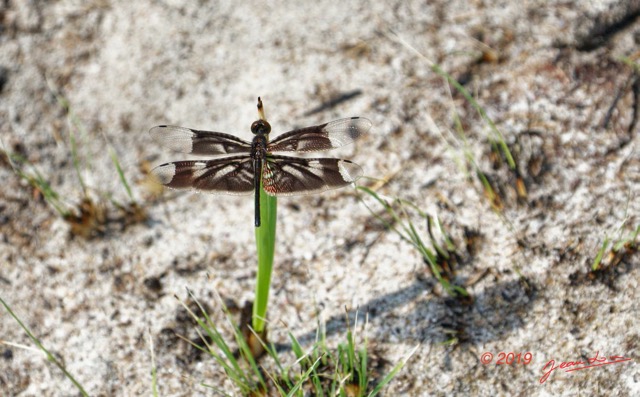 023 ENTOMO 03 Nyonie la Savane Insecta 019 Odonata Libellulidae Rhyothemis notata 19E5K3IMG_190823153006_DxOwtmk 150k.jpg