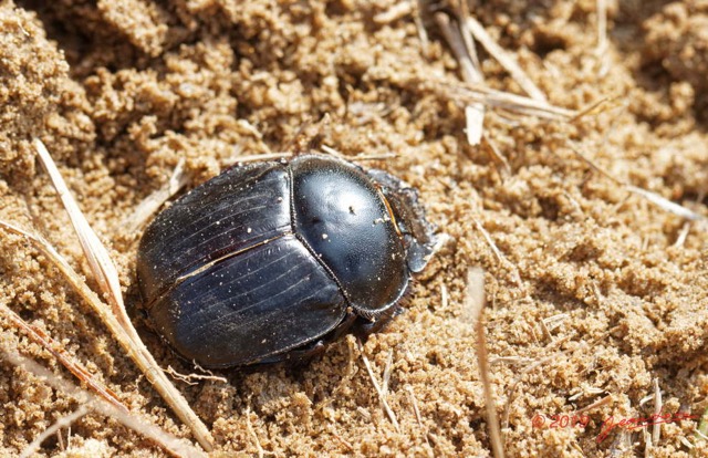 027 ENTOMO 03 Nyonie la Savane Insecta 162 Coleoptera Scarabaeidae Scarabaeinae Scarabaeus goryi F 19E80DIMG_190824144141_DxOwtmk 150k.jpg