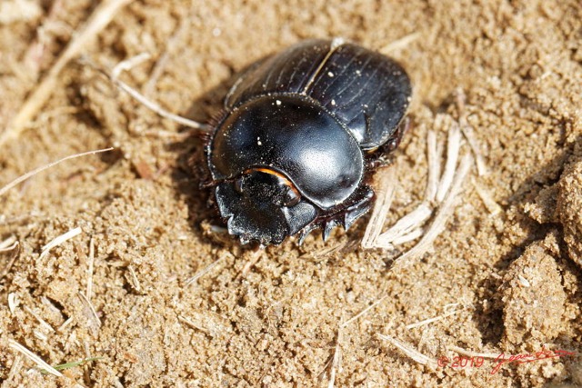 028 ENTOMO 03 Nyonie la Savane Insecta 162 Coleoptera Scarabaeidae Scarabaeinae Scarabaeus goryi F 19E80DIMG_190824144144_DxOwtmk 150k.jpg