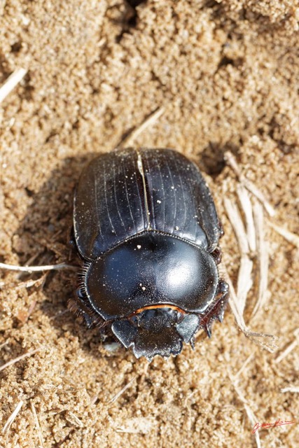 029 ENTOMO 03 Nyonie la Savane Insecta 162 Coleoptera Scarabaeidae Scarabaeinae Scarabaeus goryi F 19E80DIMG_190824144148_DxOwtmk 150k.jpg