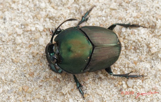 035 ENTOMO 03 Nyonie la Savane Insecta 166 Coleoptera Scarabaeidae Scarabaeinae Proagoderus gibbiramus M 19E80DIMG_190826144232_DxOwtmk 150k.jpg