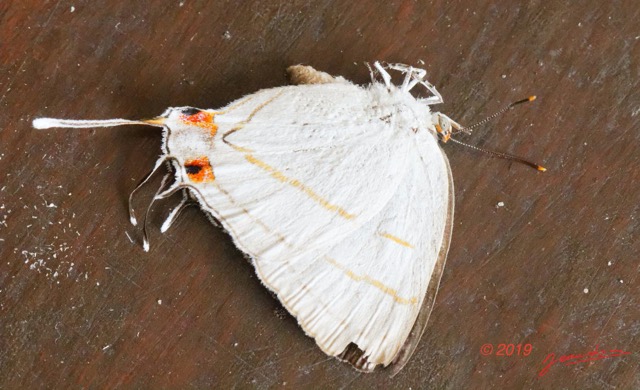 050 ENTOMO 03 Nyonie la Savane Insecta 172 Lepidoptera Lycaenidae Theclinae Iolaus sp 19E80DIMG_190828144308_DxOwtmk 150k.jpg