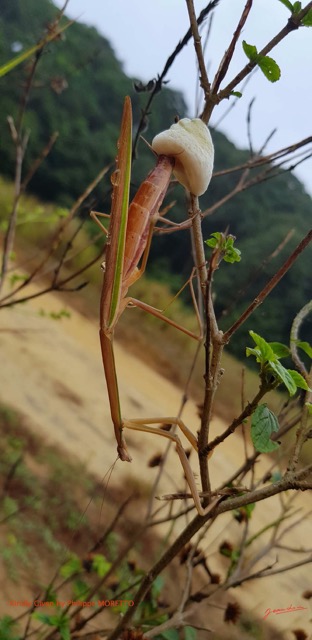 054 Entomo 03 Nyonie Nyonie la Savane Insecta 158 Mantodea Mantidae Mante F Creant Ootheque 19GalaxyS8PhMoIMG_20190824_083120_DxOwtmk 150k.jpg