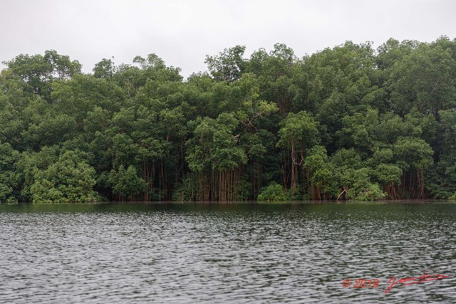 015 ENTOMO 03 Nyonie Riviere Gongoue Mangrove avec Arbre 112 Rhizophora racemosa 19E5K3IMG_190823152176_DxOwtmk 150k.jpg