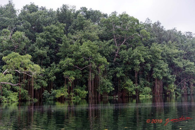 016 ENTOMO 03 Nyonie Riviere Gongoue Mangrove avec Arbre 112 Rhizophora racemosa 19E5K3IMG_190823152178_DxOwtmk 150k.jpg