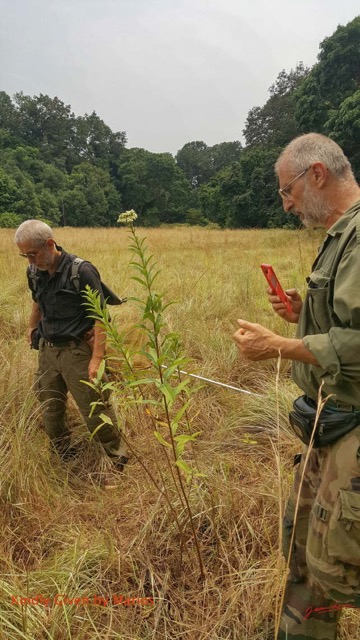 121 Entomo 03 Nyonie la Savane Philippe et JLA Examinant la Plante Lippia 19SamsungMariosIMG_1908241020190824_125238_DxOwtmk 150k.jpg