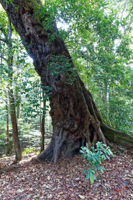 145 ENTOMO 03 Nyonie la Foret Arbre Geant 19RX106DSC_1908281009710_DxOwtmk 150k.jpg