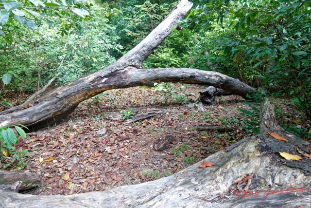 149 ENTOMO 03 Nyonie la Foret Arbre Mort sur le Sentier 19RX106DSC_1908281009725_DxOwtmk 150k.jpg