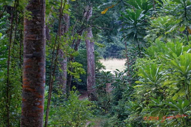 152 ENTOMO 03 Nyonie la Foret Debouchant sur la Savane 19E5K3IMG_190828152783_DxOwtmk 150k.jpg