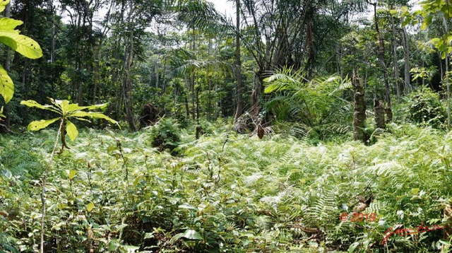 196 ENTOMO 03 Nyonie la Foret Marecage et Vegetation Pano 19RX106DSC_1908251009510_DxOwtmk 150k.jpg