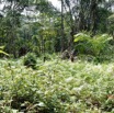 196 ENTOMO 03 Nyonie la Foret Marecage et Vegetation Pano 19RX106DSC_1908251009510_DxOwtmk 150k.jpg