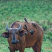 219 ENTOMO 03 Nyonie la Savane le Matin Buffle avec Piqueboeuf a Bec Jaune 19E5K3IMG_190827152659_Nik_DxOwtmk 150k.jpg