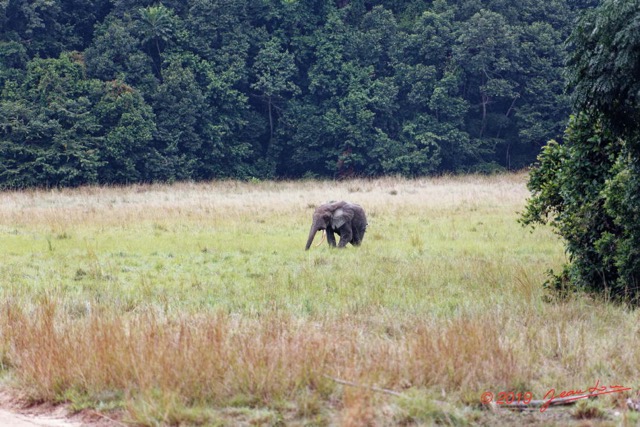 222 ENTOMO 03 Nyonie la Savane Loxodonta cyclotis Elephant Solitaire 19E5K3IMG_190826152619_DxOwtmk 150k.jpg