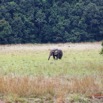 222 ENTOMO 03 Nyonie la Savane Loxodonta cyclotis Elephant Solitaire 19E5K3IMG_190826152619_DxOwtmk 150k.jpg