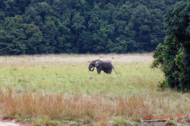 223 ENTOMO 03 Nyonie la Savane Loxodonta cyclotis Elephant Solitaire 19E5K3IMG_190826152620_DxOwtmk 150k.jpg