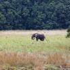 223 ENTOMO 03 Nyonie la Savane Loxodonta cyclotis Elephant Solitaire 19E5K3IMG_190826152620_DxOwtmk 150k.jpg